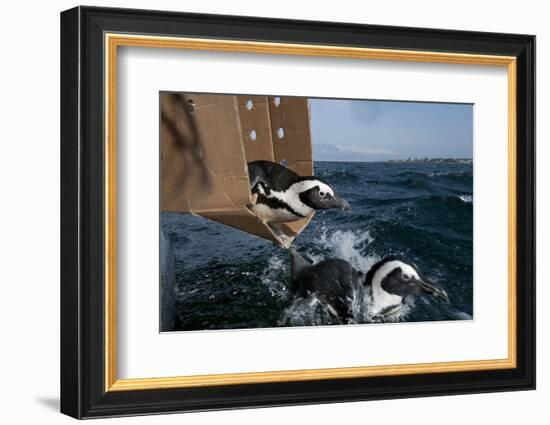 African Penguin-Cheryl-Samantha Owen-Framed Photographic Print