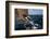 African Penguin-Cheryl-Samantha Owen-Framed Photographic Print