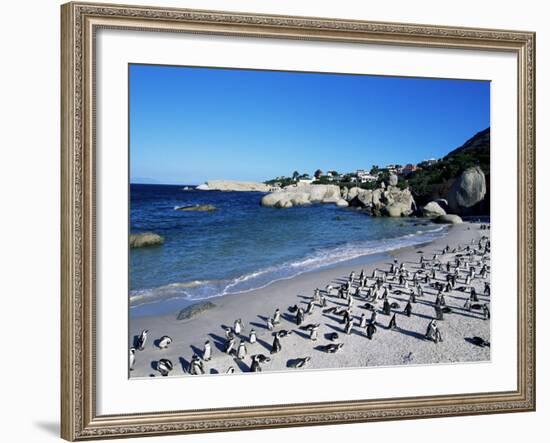 African Penguins at Boulder Beach in Simon's Town, Near Cape Town, South Africa, Africa-Yadid Levy-Framed Photographic Print