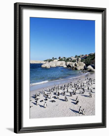 African Penguins at Boulder Beach in Simon's Town, Near Cape Town, South Africa, Africa-Yadid Levy-Framed Photographic Print