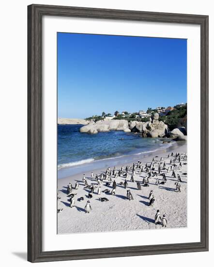 African Penguins at Boulder Beach in Simon's Town, Near Cape Town, South Africa, Africa-Yadid Levy-Framed Photographic Print
