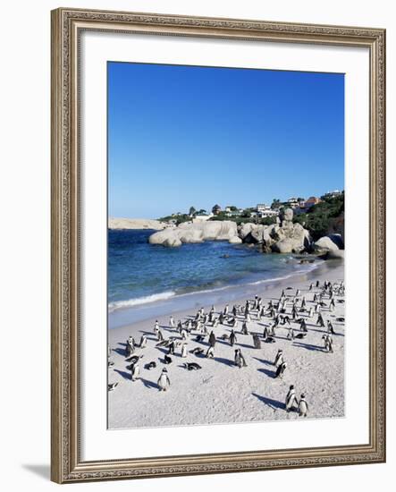 African Penguins at Boulder Beach in Simon's Town, Near Cape Town, South Africa, Africa-Yadid Levy-Framed Photographic Print