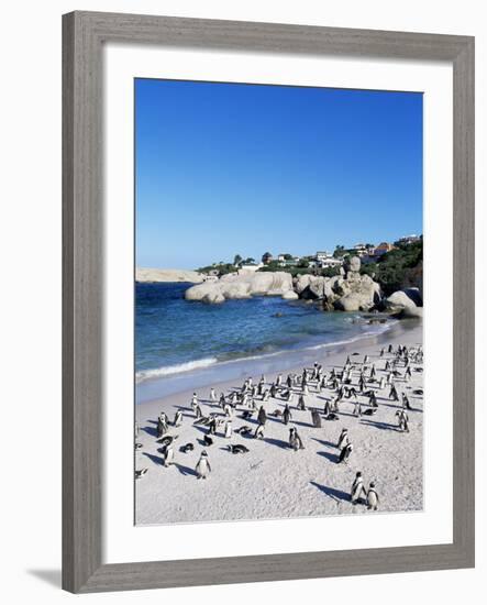 African Penguins at Boulder Beach in Simon's Town, Near Cape Town, South Africa, Africa-Yadid Levy-Framed Photographic Print