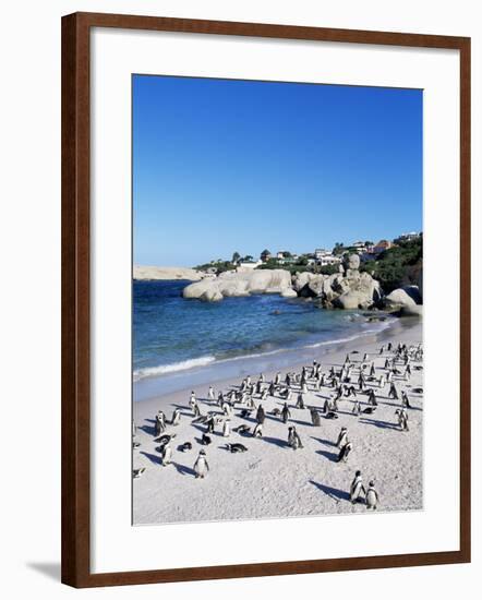 African Penguins at Boulder Beach in Simon's Town, Near Cape Town, South Africa, Africa-Yadid Levy-Framed Photographic Print