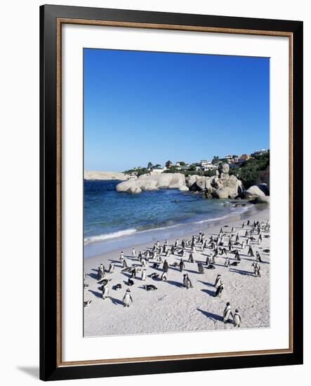 African Penguins at Boulder Beach in Simon's Town, Near Cape Town, South Africa, Africa-Yadid Levy-Framed Photographic Print