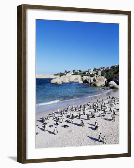 African Penguins at Boulder Beach in Simon's Town, Near Cape Town, South Africa, Africa-Yadid Levy-Framed Photographic Print