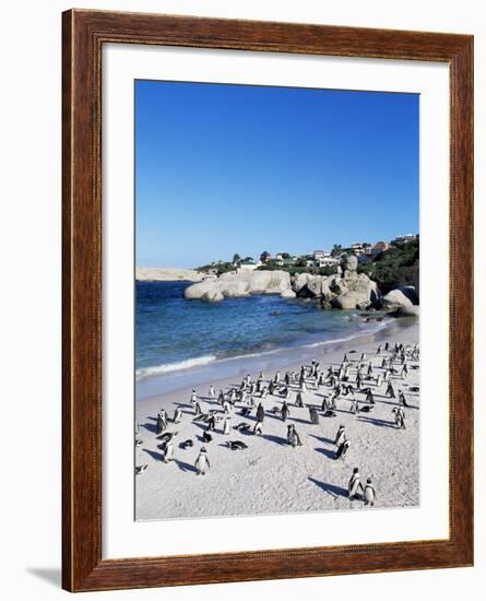 African Penguins at Boulder Beach in Simon's Town, Near Cape Town, South Africa, Africa-Yadid Levy-Framed Photographic Print