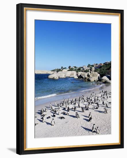 African Penguins at Boulder Beach in Simon's Town, Near Cape Town, South Africa, Africa-Yadid Levy-Framed Photographic Print