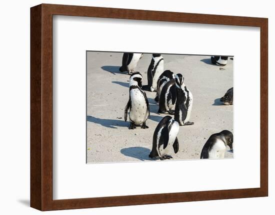 African Penguins at Simonstown (South Africa)-HandmadePictures-Framed Photographic Print