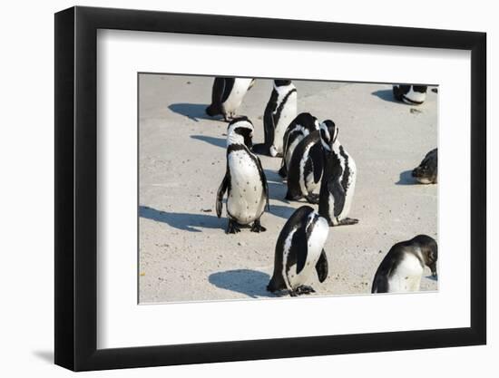 African Penguins at Simonstown (South Africa)-HandmadePictures-Framed Photographic Print