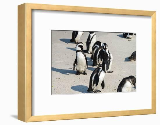 African Penguins at Simonstown (South Africa)-HandmadePictures-Framed Photographic Print