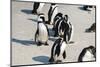 African Penguins at Simonstown (South Africa)-HandmadePictures-Mounted Photographic Print