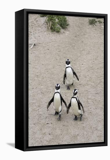 African penguins (Jackass penguins) on Boulders Beach, Simon's Town, Cape Town, Western Cape, South-Ian Trower-Framed Premier Image Canvas