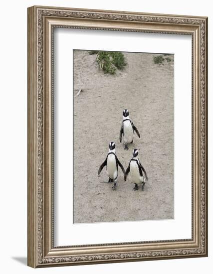 African penguins (Jackass penguins) on Boulders Beach, Simon's Town, Cape Town, Western Cape, South-Ian Trower-Framed Photographic Print