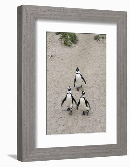 African penguins (Jackass penguins) on Boulders Beach, Simon's Town, Cape Town, Western Cape, South-Ian Trower-Framed Photographic Print