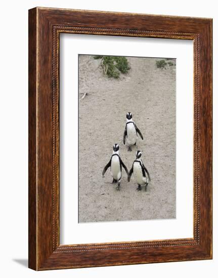 African penguins (Jackass penguins) on Boulders Beach, Simon's Town, Cape Town, Western Cape, South-Ian Trower-Framed Photographic Print