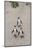 African penguins (Jackass penguins) on Boulders Beach, Simon's Town, Cape Town, Western Cape, South-Ian Trower-Mounted Photographic Print