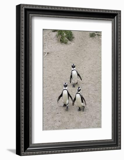 African penguins (Jackass penguins) on Boulders Beach, Simon's Town, Cape Town, Western Cape, South-Ian Trower-Framed Photographic Print