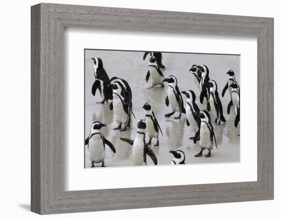 African penguins (Jackass penguins) on Boulders Beach, Simon's Town, Cape Town, Western Cape, South-Ian Trower-Framed Photographic Print