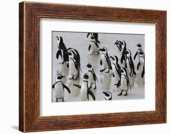 African penguins (Jackass penguins) on Boulders Beach, Simon's Town, Cape Town, Western Cape, South-Ian Trower-Framed Photographic Print