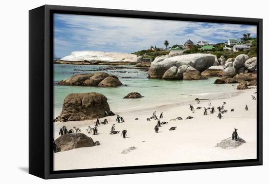 African Penguins on Sand at Foxy Beach with Residential Homes in Background-Kimberly Walker-Framed Premier Image Canvas