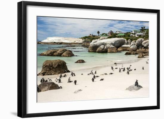 African Penguins on Sand at Foxy Beach with Residential Homes in Background-Kimberly Walker-Framed Photographic Print