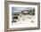 African Penguins on Sand at Foxy Beach with Residential Homes in Background-Kimberly Walker-Framed Photographic Print