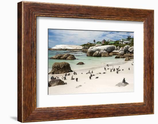 African Penguins on Sand at Foxy Beach with Residential Homes in Background-Kimberly Walker-Framed Photographic Print