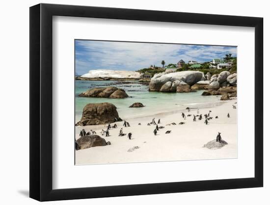 African Penguins on Sand at Foxy Beach with Residential Homes in Background-Kimberly Walker-Framed Photographic Print