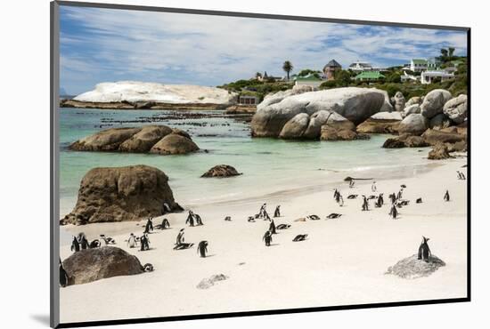 African Penguins on Sand at Foxy Beach with Residential Homes in Background-Kimberly Walker-Mounted Photographic Print