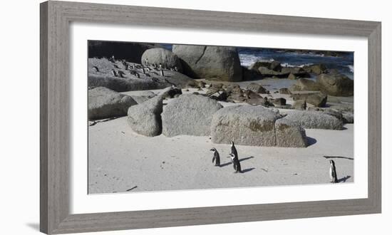 African Penguins (Spheniscus Demersus) at Boulders Beach, Simon's Town-null-Framed Photographic Print