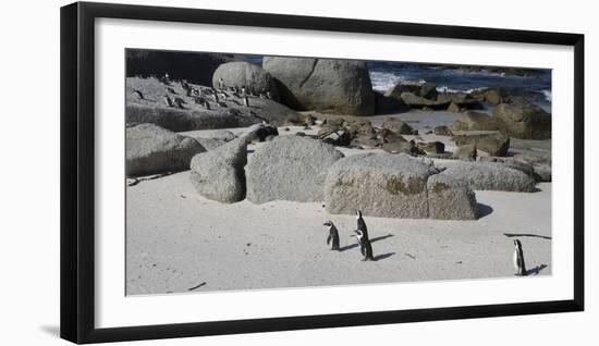 African Penguins (Spheniscus Demersus) at Boulders Beach, Simon's Town-null-Framed Photographic Print