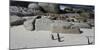 African Penguins (Spheniscus Demersus) at Boulders Beach, Simon's Town-null-Mounted Photographic Print