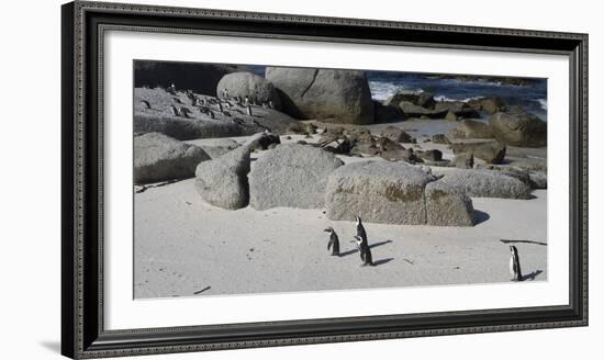 African Penguins (Spheniscus Demersus) at Boulders Beach, Simon's Town-null-Framed Photographic Print