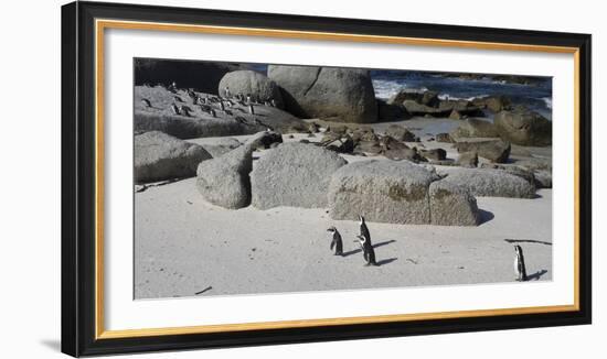 African Penguins (Spheniscus Demersus) at Boulders Beach, Simon's Town--Framed Photographic Print