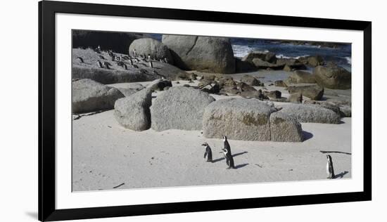African Penguins (Spheniscus Demersus) at Boulders Beach, Simon's Town-null-Framed Photographic Print