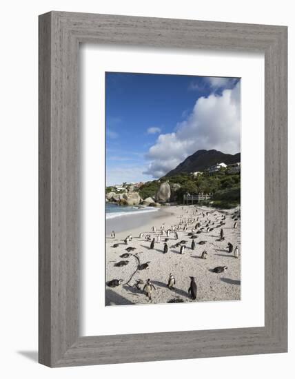 African Penguins (Spheniscus Demersus) on Foxy Beach, Simon's Town, Cape Town-Ann & Steve Toon-Framed Photographic Print