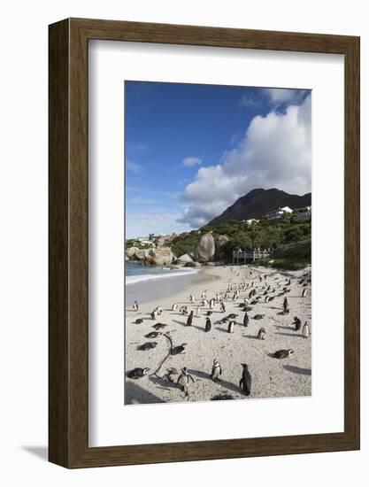 African Penguins (Spheniscus Demersus) on Foxy Beach, Simon's Town, Cape Town-Ann & Steve Toon-Framed Photographic Print