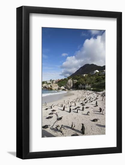 African Penguins (Spheniscus Demersus) on Foxy Beach, Simon's Town, Cape Town-Ann & Steve Toon-Framed Photographic Print