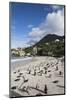 African Penguins (Spheniscus Demersus) on Foxy Beach, Simon's Town, Cape Town-Ann & Steve Toon-Mounted Photographic Print