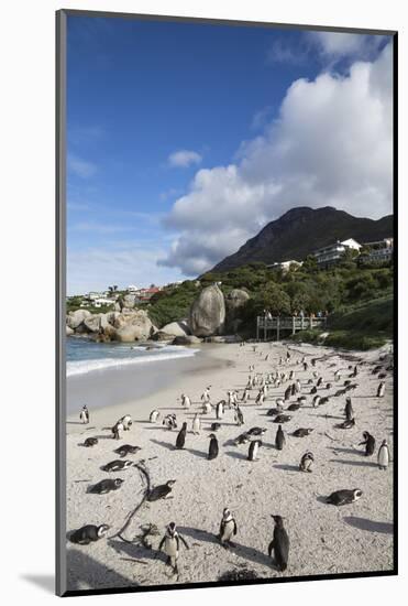 African Penguins (Spheniscus Demersus) on Foxy Beach, Simon's Town, Cape Town-Ann & Steve Toon-Mounted Photographic Print