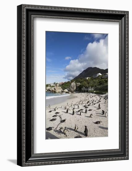 African Penguins (Spheniscus Demersus) on Foxy Beach, Simon's Town, Cape Town-Ann & Steve Toon-Framed Photographic Print