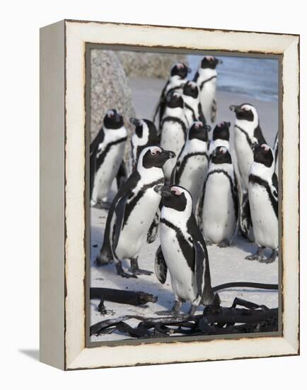 African Penguins (Spheniscus Demersus), Table Mountain National Park, Cape Town, South Africa-Ann & Steve Toon-Framed Premier Image Canvas