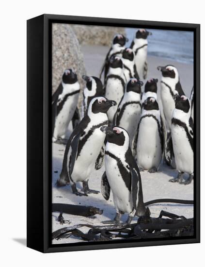 African Penguins (Spheniscus Demersus), Table Mountain National Park, Cape Town, South Africa-Ann & Steve Toon-Framed Premier Image Canvas