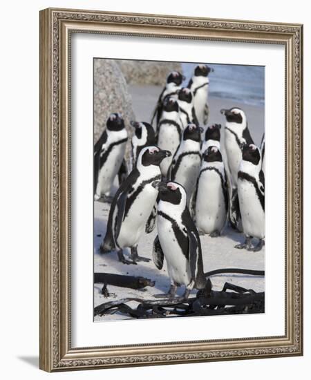 African Penguins (Spheniscus Demersus), Table Mountain National Park, Cape Town, South Africa-Ann & Steve Toon-Framed Photographic Print