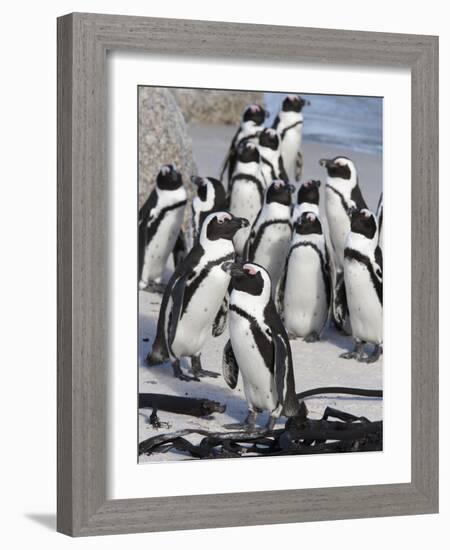 African Penguins (Spheniscus Demersus), Table Mountain National Park, Cape Town, South Africa-Ann & Steve Toon-Framed Photographic Print