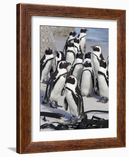 African Penguins (Spheniscus Demersus), Table Mountain National Park, Cape Town, South Africa-Ann & Steve Toon-Framed Photographic Print