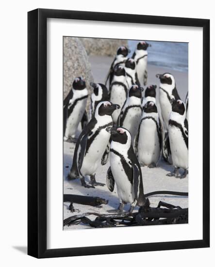 African Penguins (Spheniscus Demersus), Table Mountain National Park, Cape Town, South Africa-Ann & Steve Toon-Framed Photographic Print