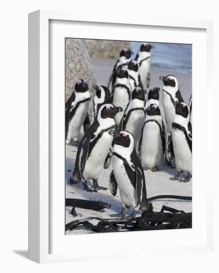 African Penguins (Spheniscus Demersus), Table Mountain National Park, Cape Town, South Africa-Ann & Steve Toon-Framed Photographic Print