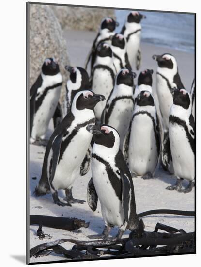 African Penguins (Spheniscus Demersus), Table Mountain National Park, Cape Town, South Africa-Ann & Steve Toon-Mounted Photographic Print